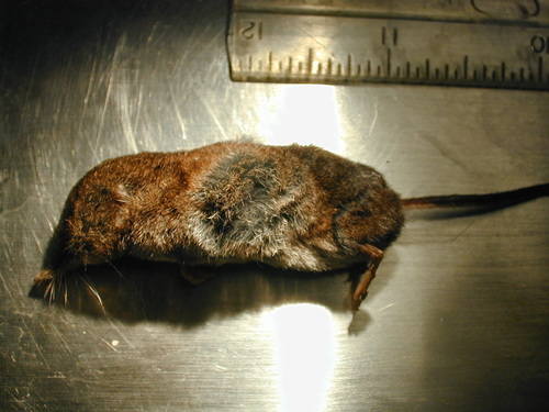 Olympic Shrew (Sorex rohweri) — Least Concern Mammalia