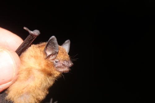black-winged little yellow bat