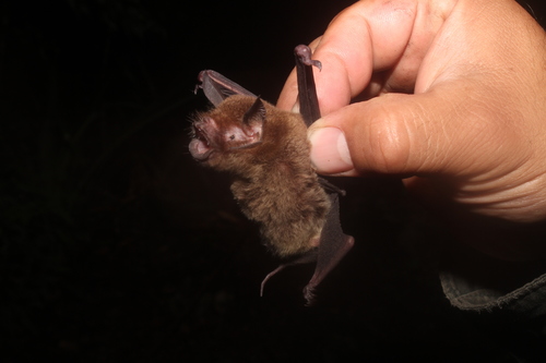 Mesoamerican Common Mustached Bat