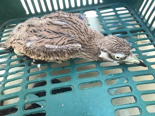 Eurasian Stone-curlew