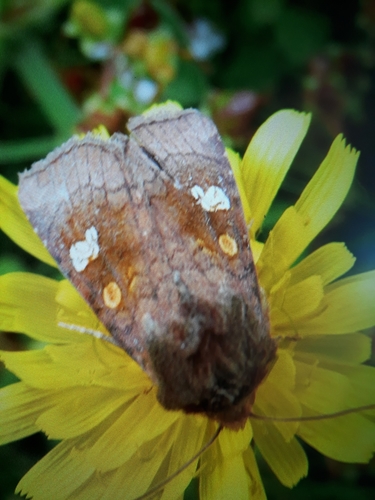 Amphipoea oculea