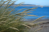 European Marram Grass - Photo (c) Wendy Feltham, all rights reserved, uploaded by Wendy Feltham