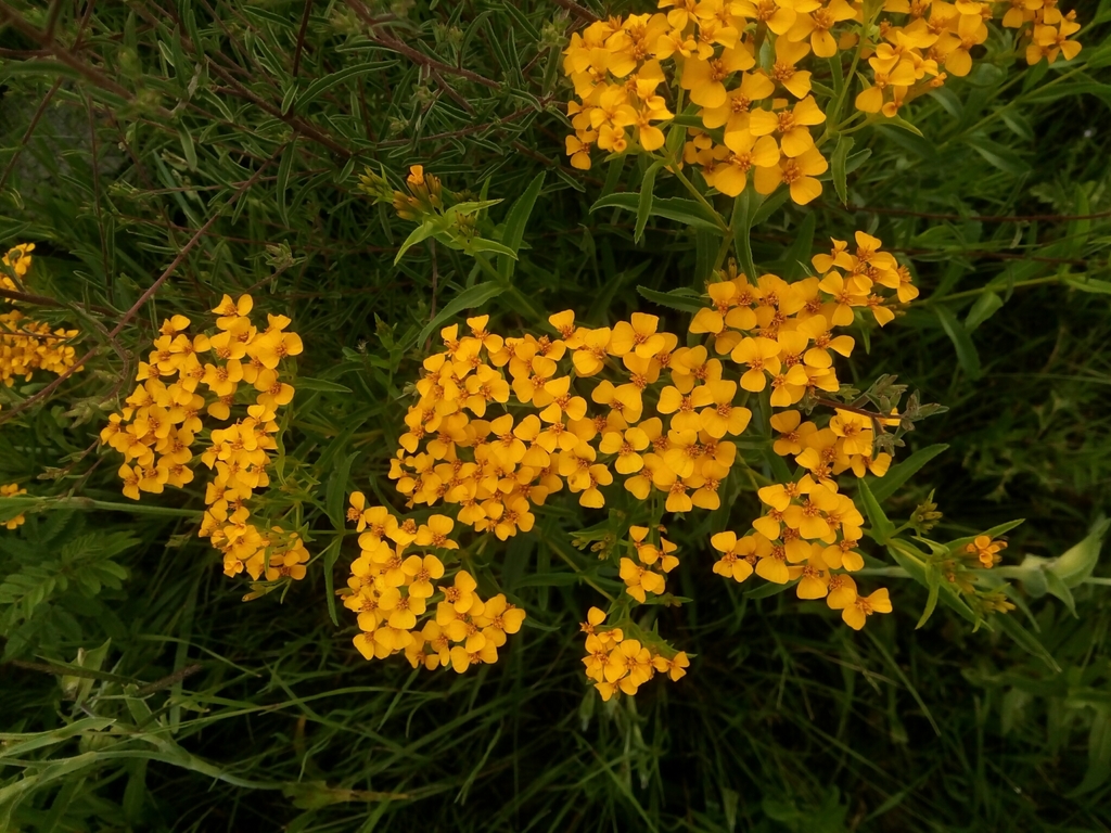 Flores de Muerto Y Clavelones (género Tagetes) · iNaturalist Ecuador