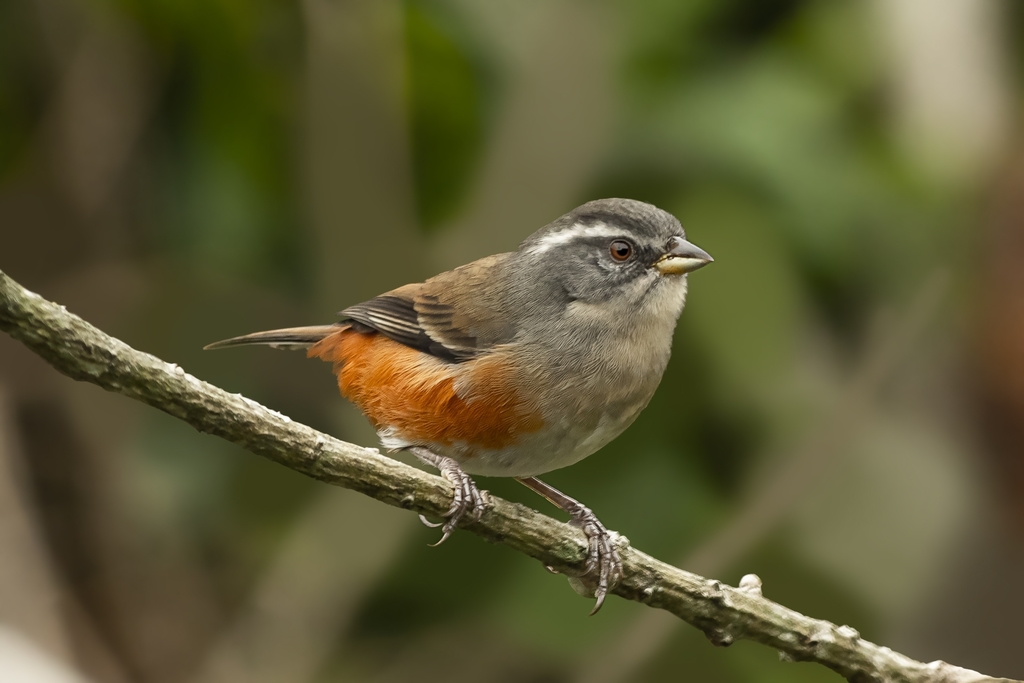 Gray-throated Warbling Finch photo