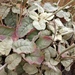 Seaside Buckwheat - Photo (c) feather, all rights reserved, uploaded by feather