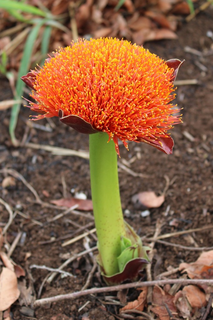 Paintbrush lily from Kloof, 3610, South Africa on September 7, 2020 at