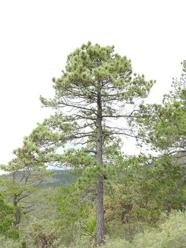 Gregg's pine