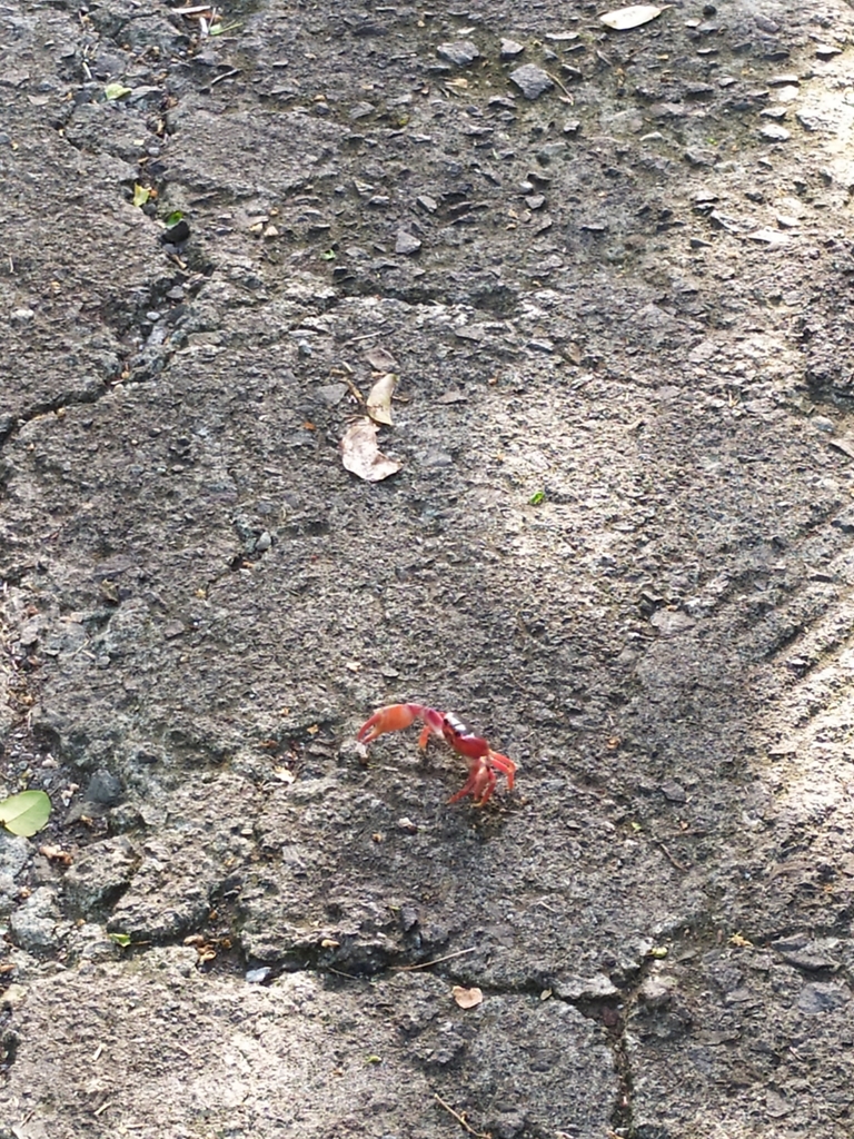 Blackback Land Crab
