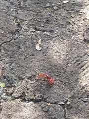 Blackback Land Crab