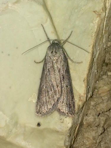 Horse Chestnut Moth