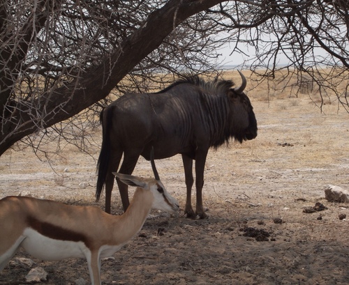 Blue Wildebeest