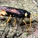 Giant Woodwasp - Photo (c) sregor, all rights reserved