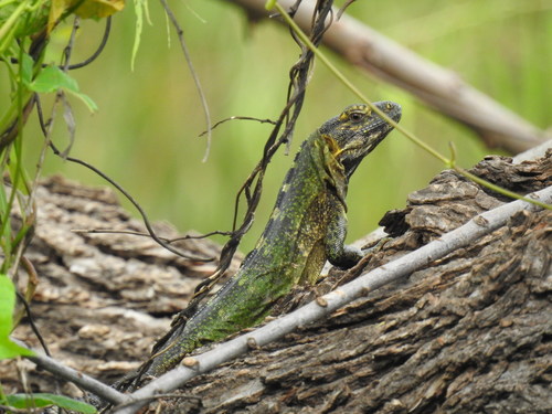 Sonoran Spiny-tailed Iguana