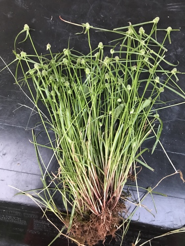 low spikesedge
