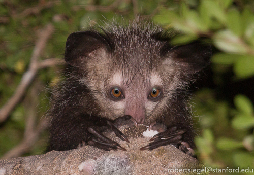 Aye-aye