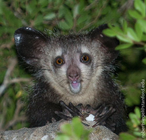 Aye-aye