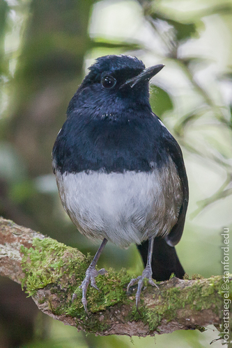Madagascar Magpie-Robin