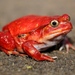 Tomato Frog - Photo (c) Robert Siegel, all rights reserved, uploaded by Robert Siegel