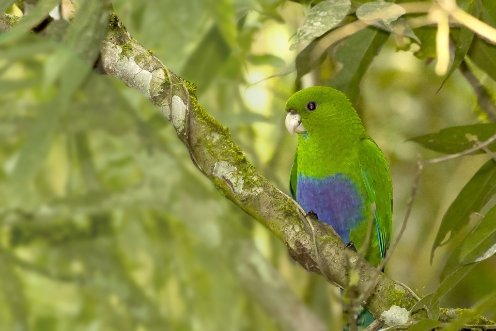Blue-bellied Parrot (Triclaria malachitacea) photo