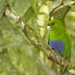 Blue-bellied Parrot - Photo (c) Arthur Alves, all rights reserved, uploaded by Arthur Alves