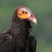 Lesser Yellow-headed Vulture - Photo (c) Oscar Perez, all rights reserved, uploaded by Oscar Perez