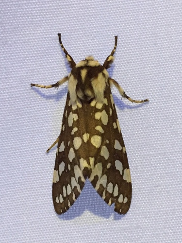 Lophocampa ingens