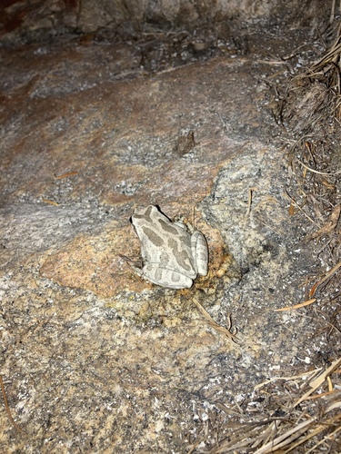iNaturalist observation photo of Pacific chorus frog