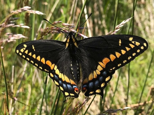 Short-tailed Swallowtail