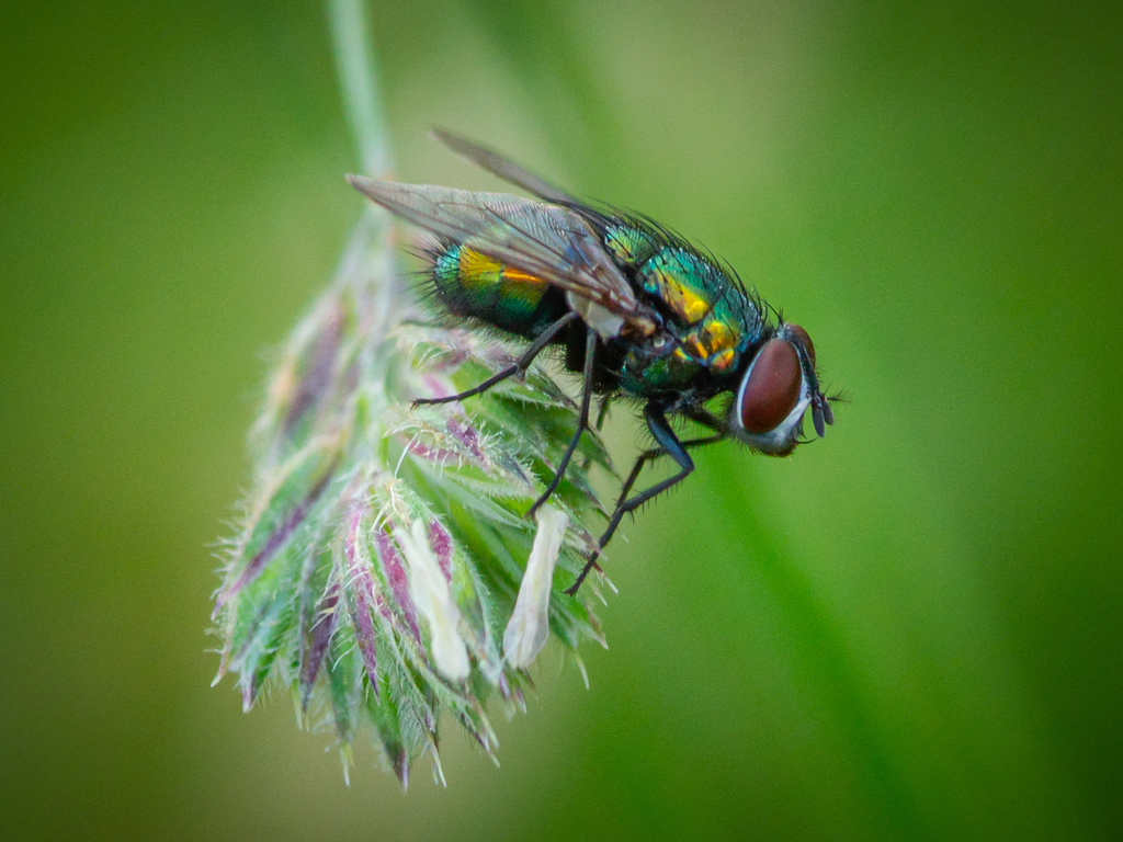 Common European Greenbottle Fly on May 29, 2020 by bugzoom · iNaturalist