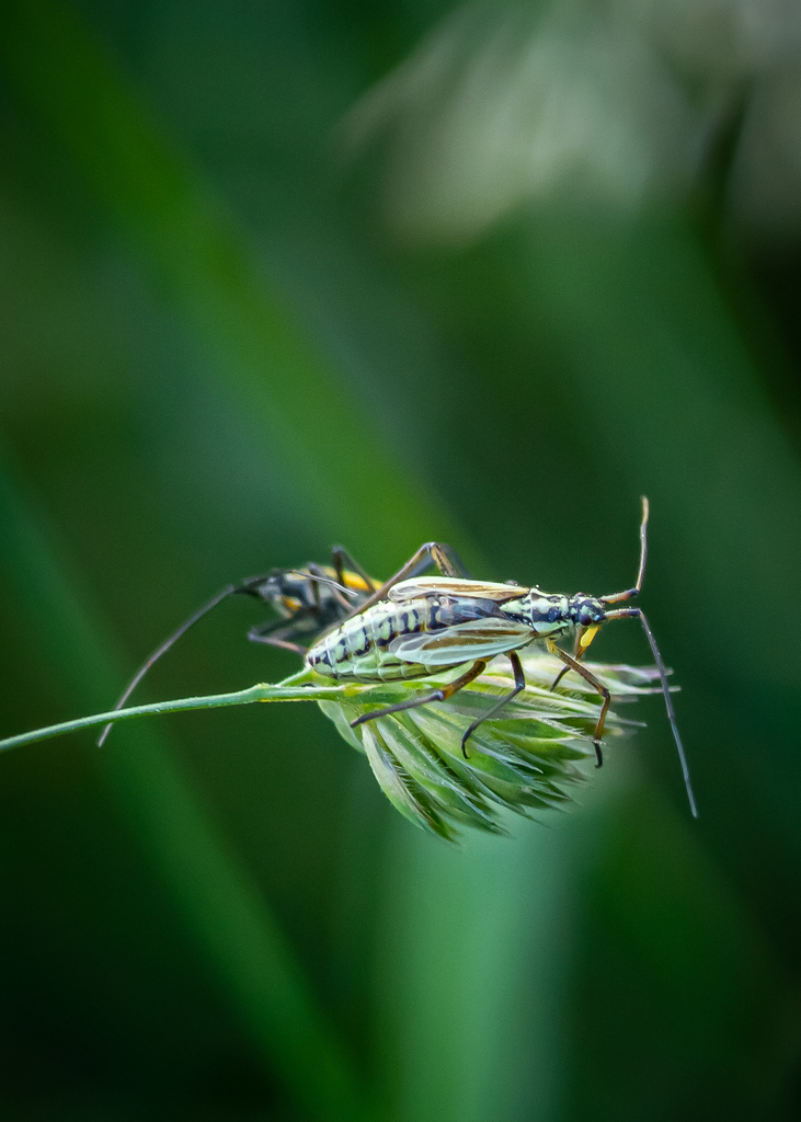 Leptopterna on May 29, 2020 by bugzoom · iNaturalist