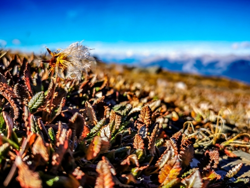 Eight-petal Mountain-Avens