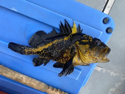 China Rockfish