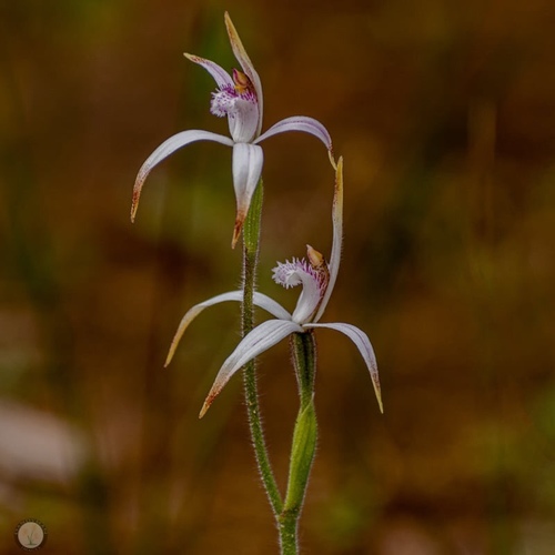 Caladenia hirta Lindl.