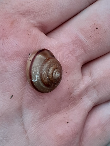 Fruticicola transbaicalia