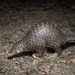 Chinese Pangolin - Photo (c) ihenglan, all rights reserved, uploaded by ihenglan