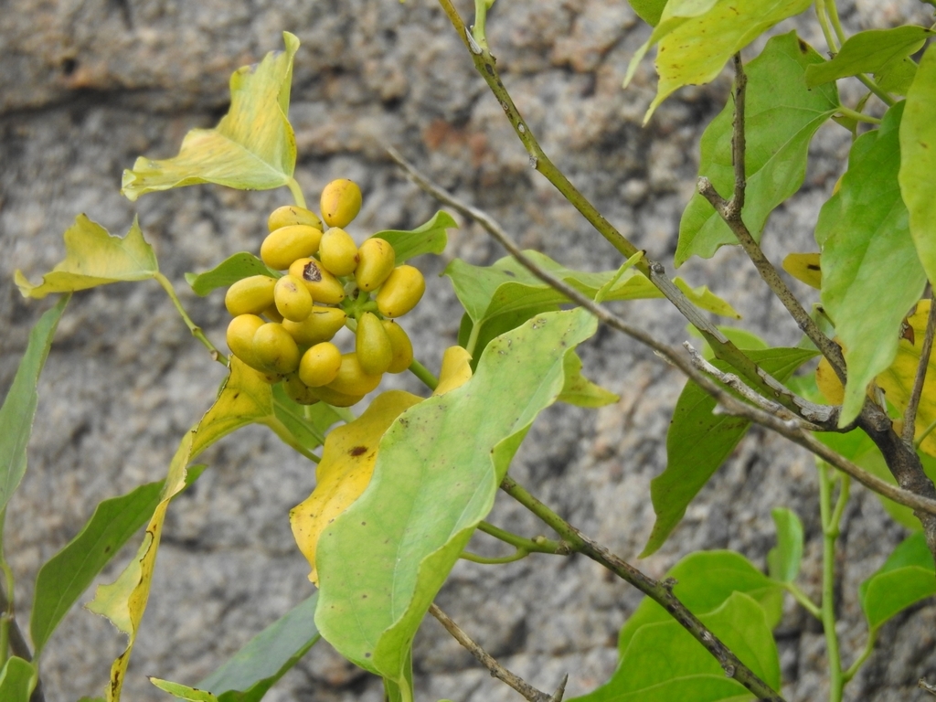Tiliacora acuminata (Tiliacora acuminata)