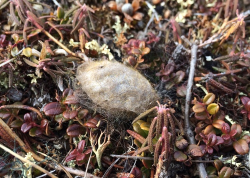 Arctic Woolly Bear Moth