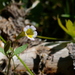 Erythranthe trinitiensis - Photo (c) fowlerope, todos los derechos reservados