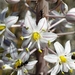 Drimia glaucophylla - Photo (c) EN57, כל הזכויות שמורות, הועלה על ידי EN57