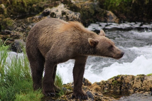 Brown Bear