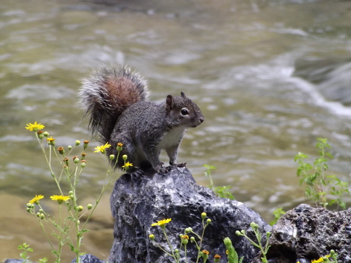 Allen's Squirrel