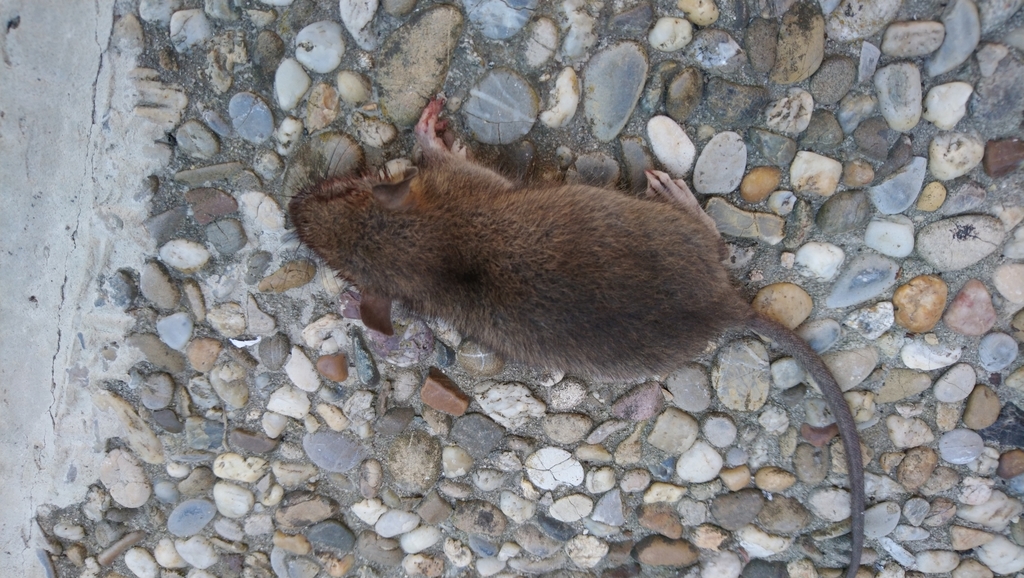 Muroids from Althaidhof, 95473 Creußen, Deutschland on September 8