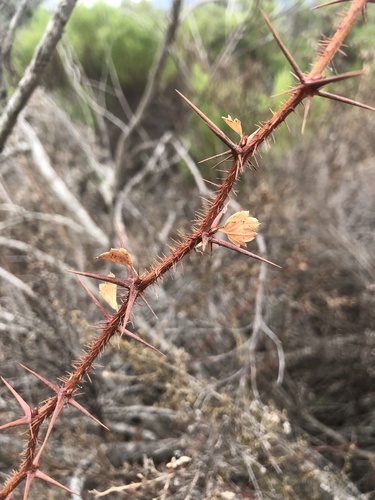 Fuchsia-flowered Gooseberry winter