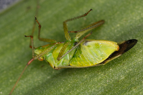 trivial plant bug