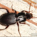 Pterostichus tristis - Photo (c) Alain Hogue, all rights reserved, uploaded by Alain Hogue