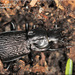 Pterostichus punctatissimus - Photo (c) Alain Hogue, todos os direitos reservados, uploaded by Alain Hogue