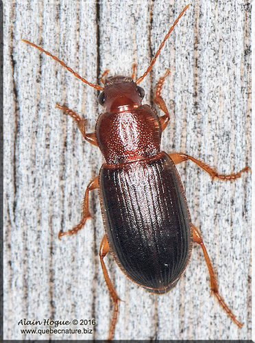 Ophonus puncticeps · iNaturalist