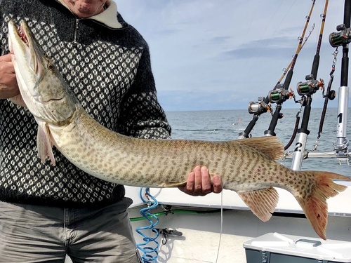 Muskellunge