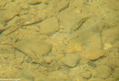 Geophagus crassilabris image