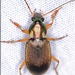 Chlaenius tricolor - Photo (c) Alain Hogue, כל הזכויות שמורות, uploaded by Alain Hogue